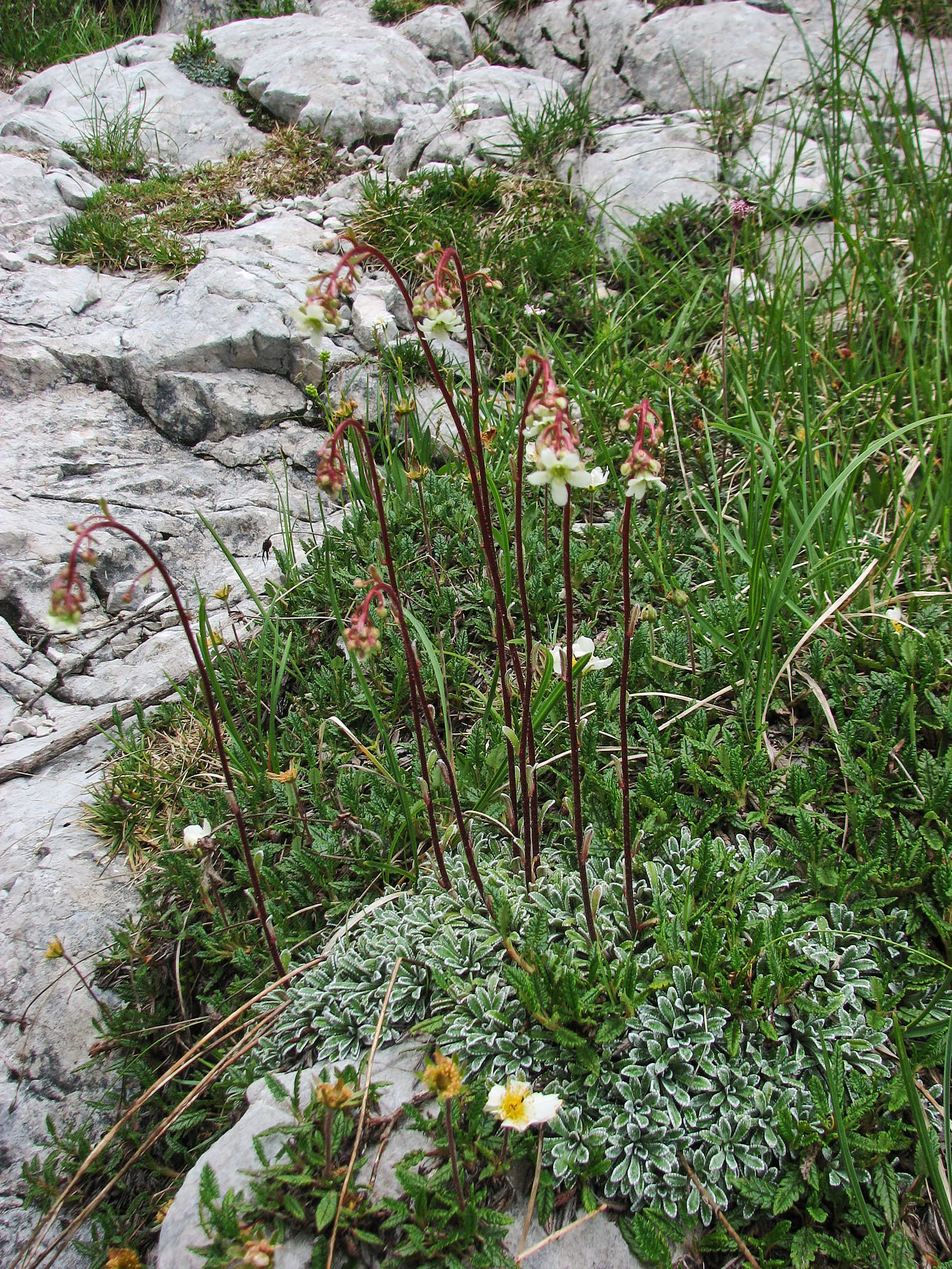 Silverbräcka (<em>Saxifraga paniculata</em>)