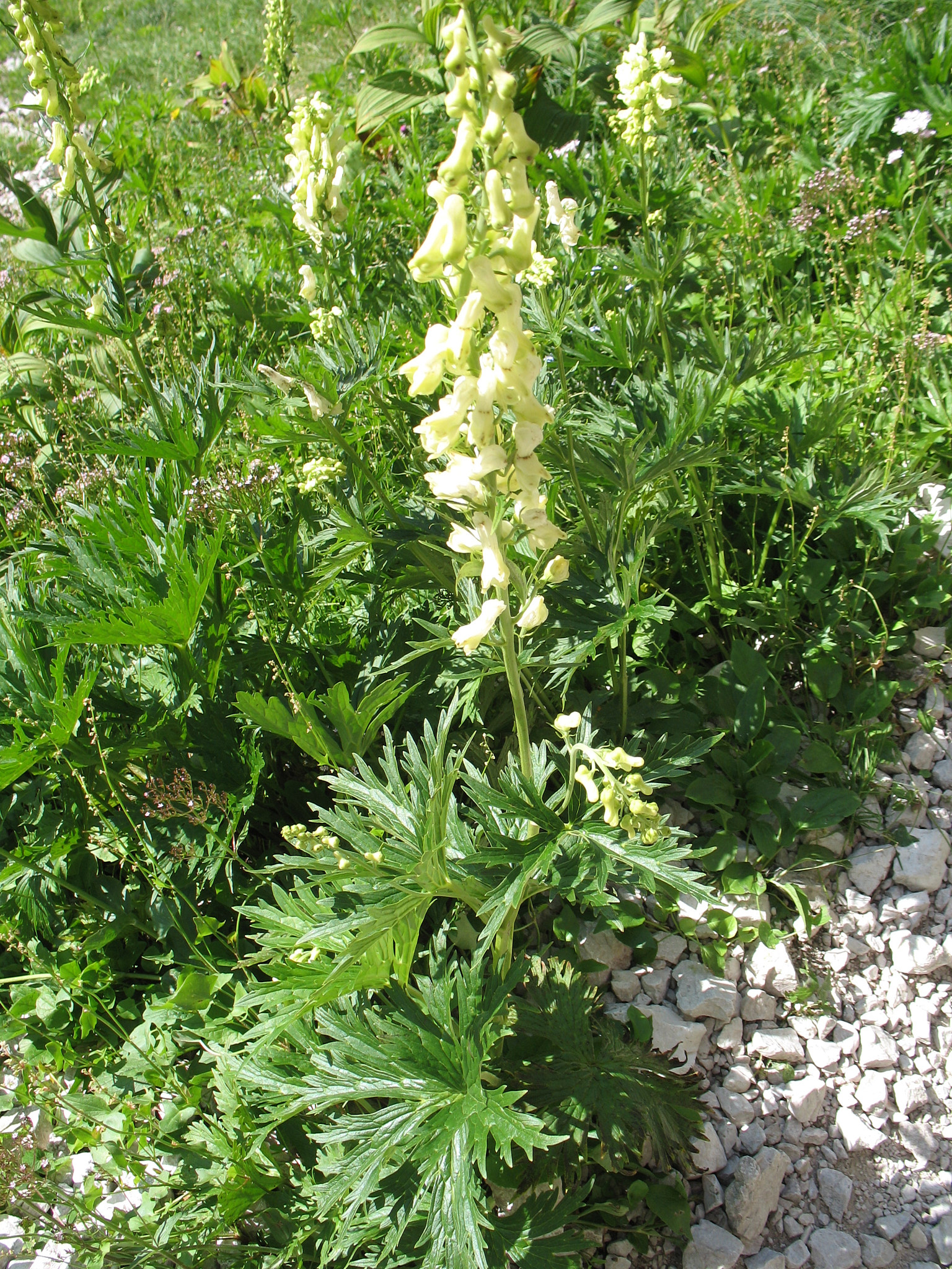 Alpstormhatt (<em>Aconitum vulparia</em>)