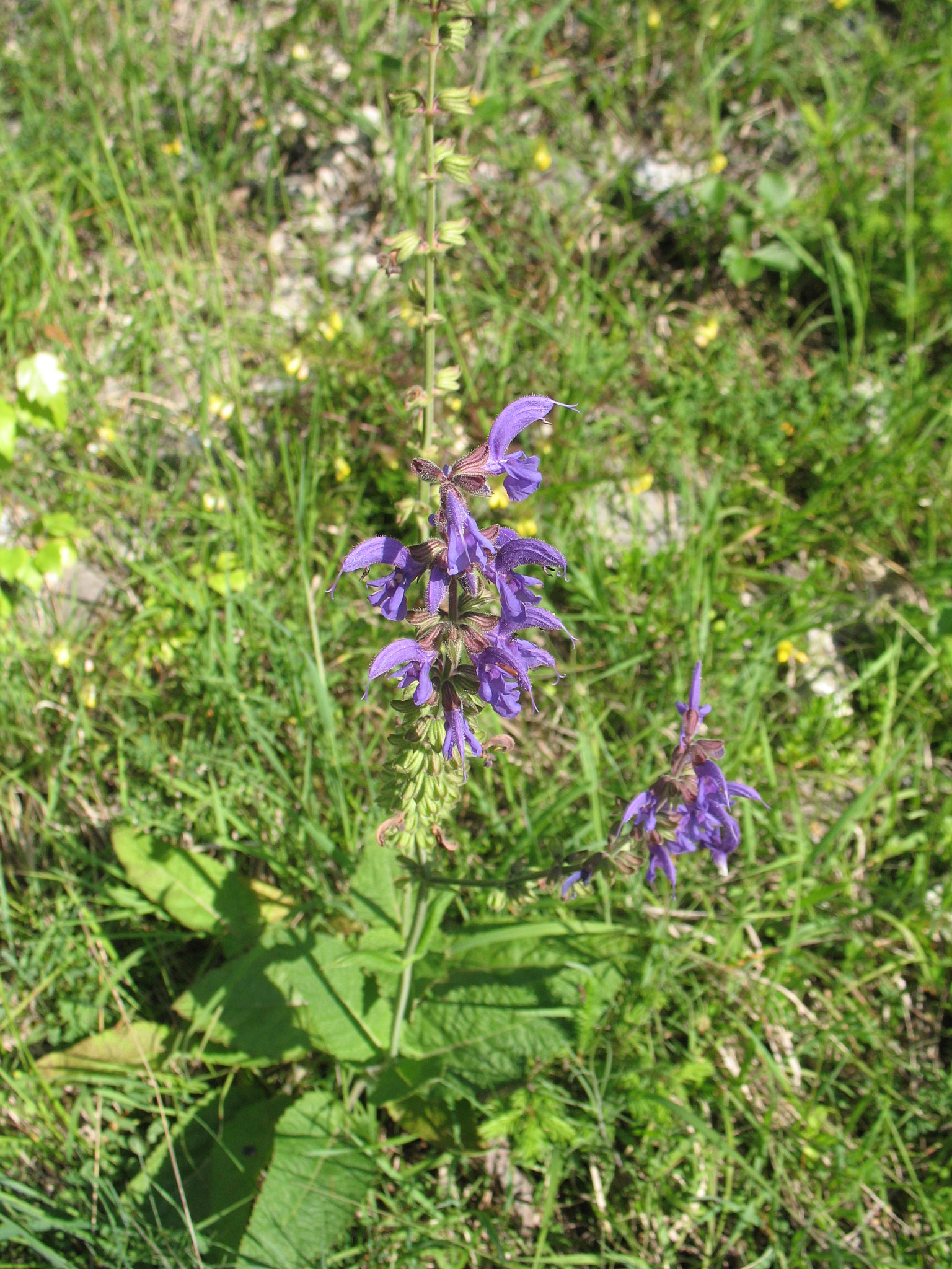 Ängssalvia (<em>Salvia pratensis</em>)