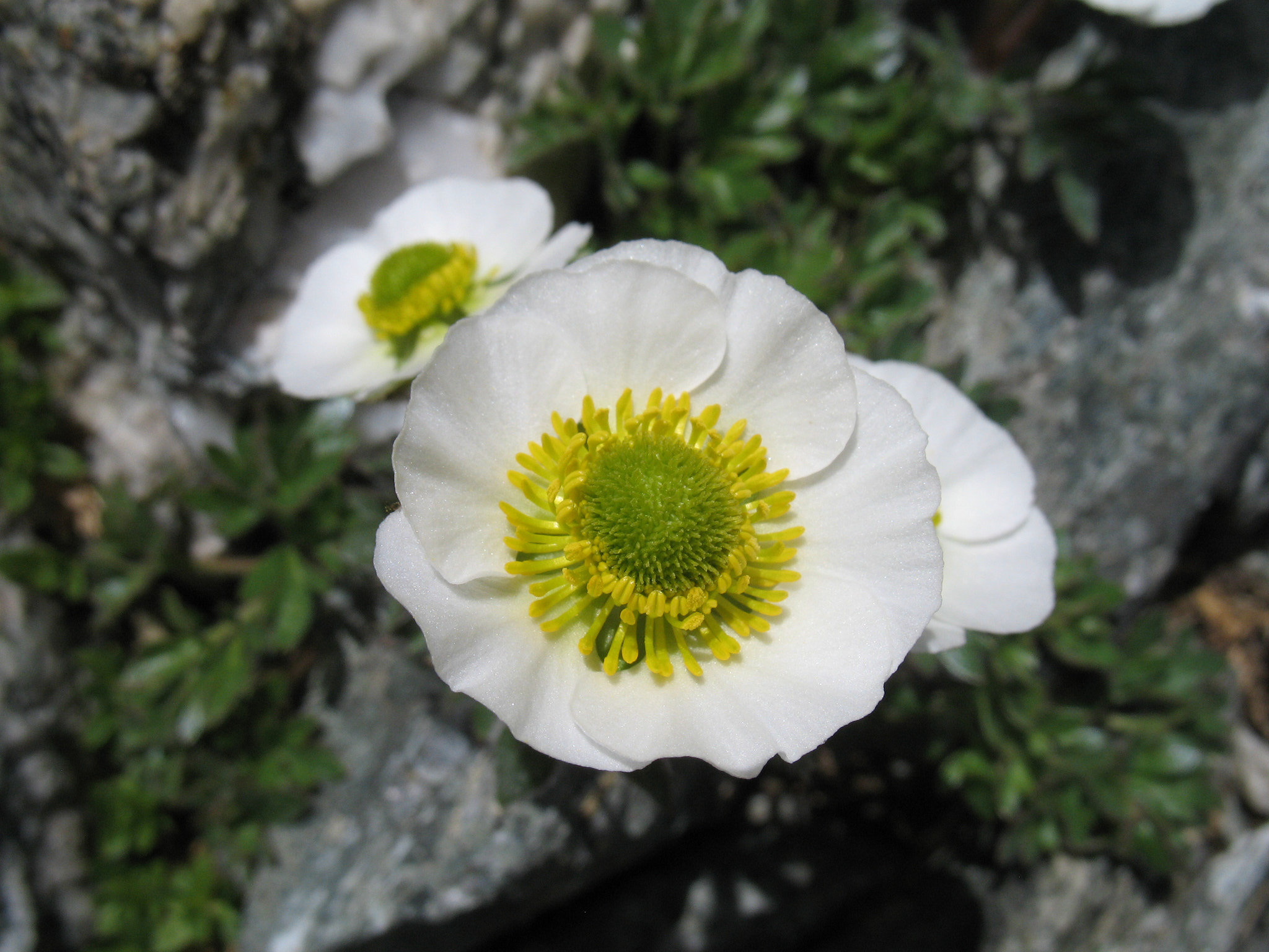 Isranunkel (<em>Ranunculus glacialis</em>)