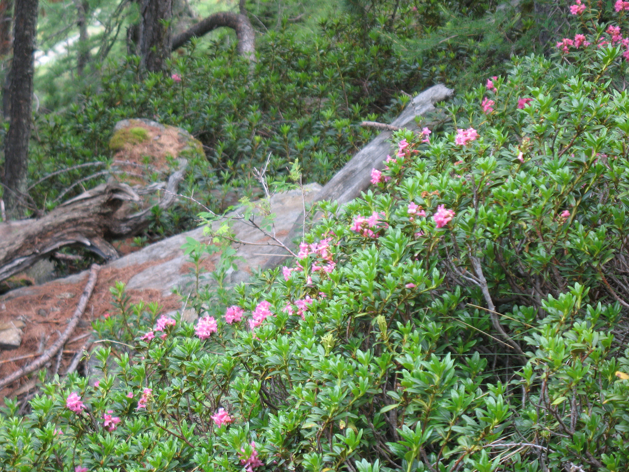 Rostalpros (<em>Rhododendron ferrugineum</em>)