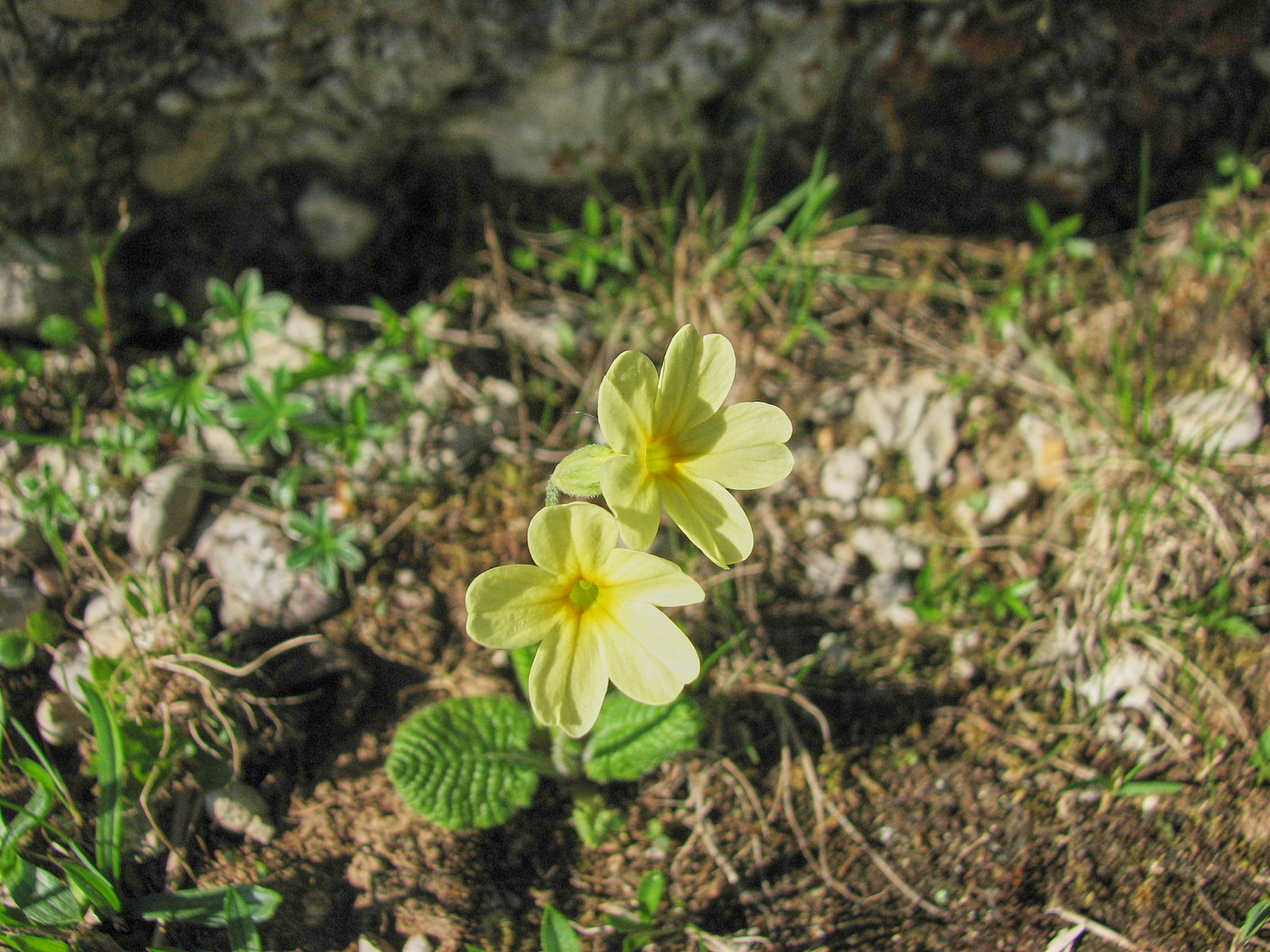 Lundviva (<em>Primula elatior</em>)