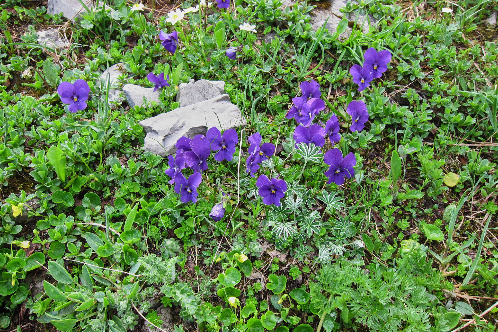 Sporrviol (<em>Viola calcarata</em>)