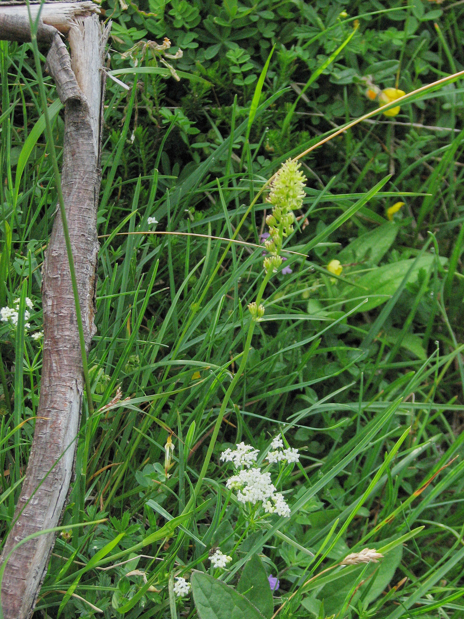 Kärrlilja (<em>Tofieldia calyculata</em>)