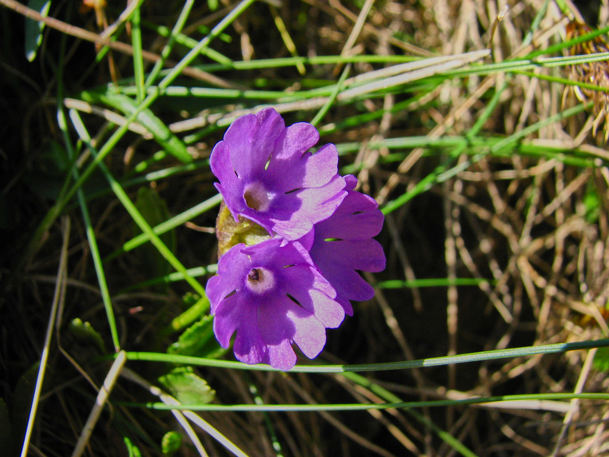 Majviva (<em>Primula farinosa</em>)