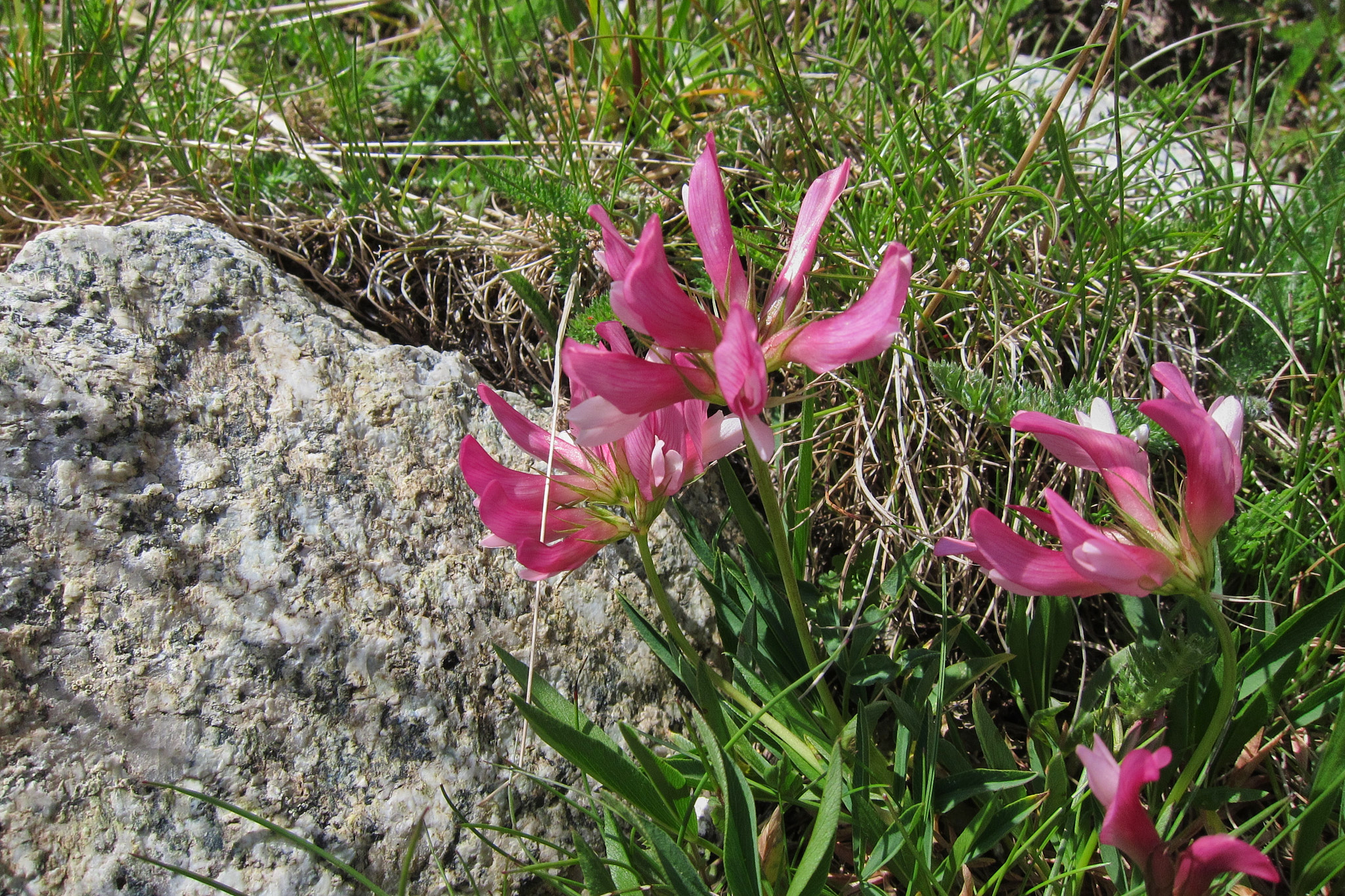 Bergklöver (<em>Trifolium alpinum</em>)