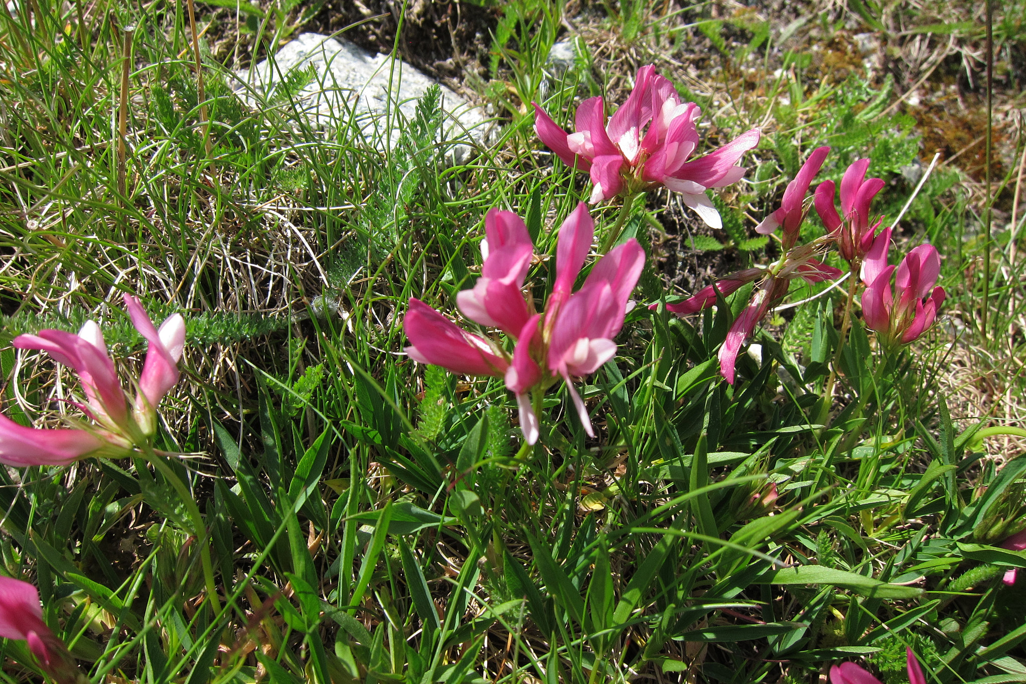 Bergklöver (<em>Trifolium alpinum</em>)