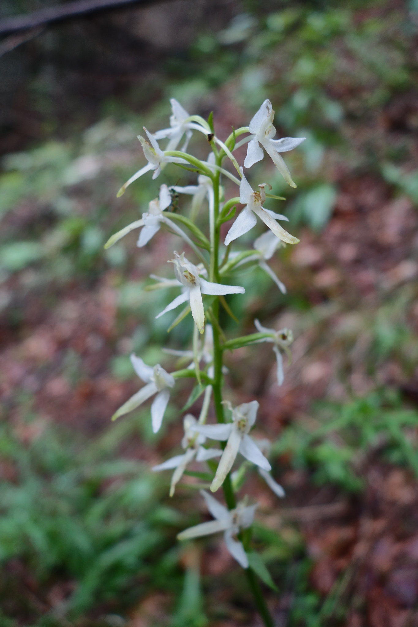 Nattviol (<em>Platanthera bifolia</em>)