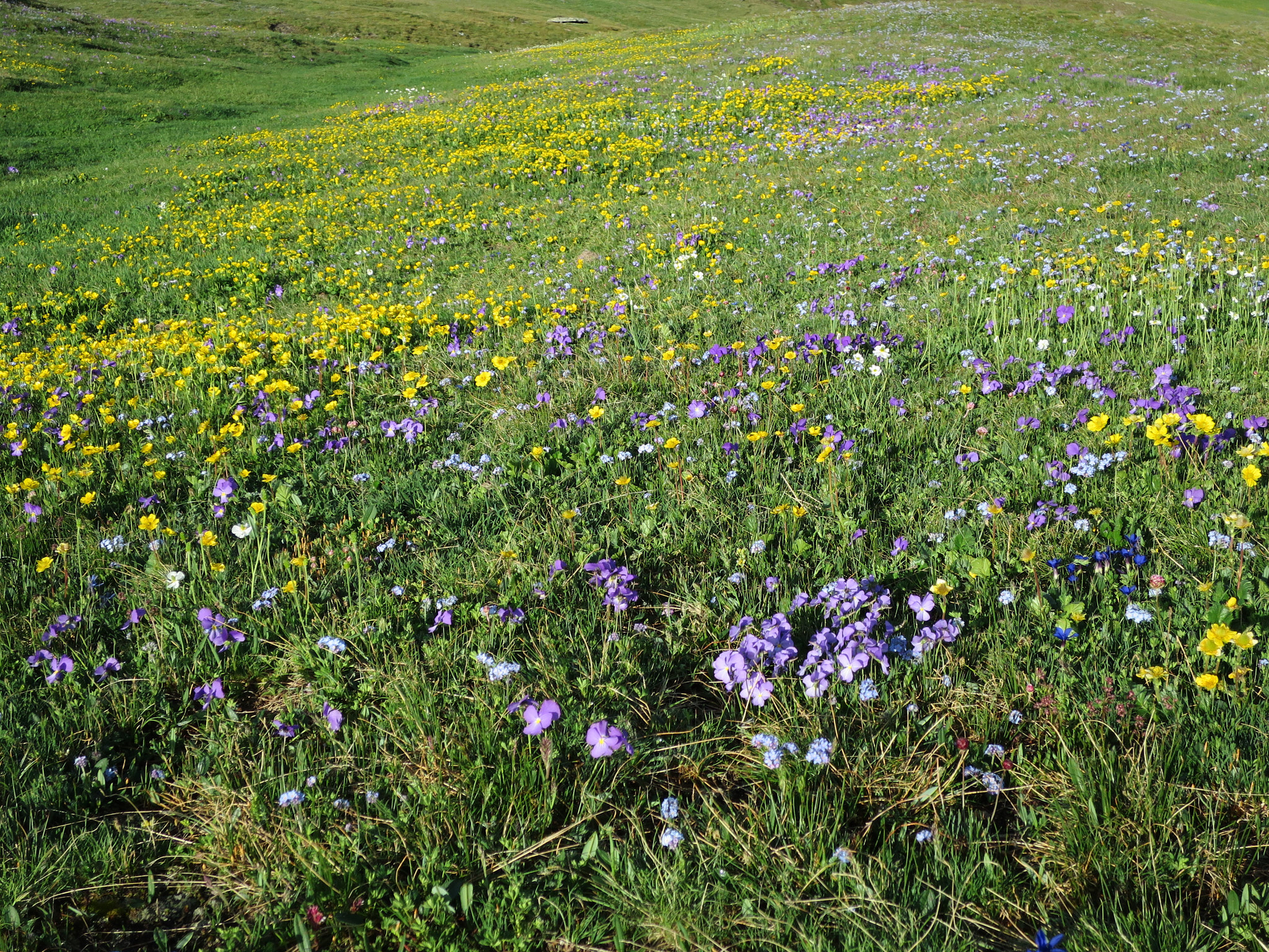 Alpviol (<em>Viola dubyana</em>)