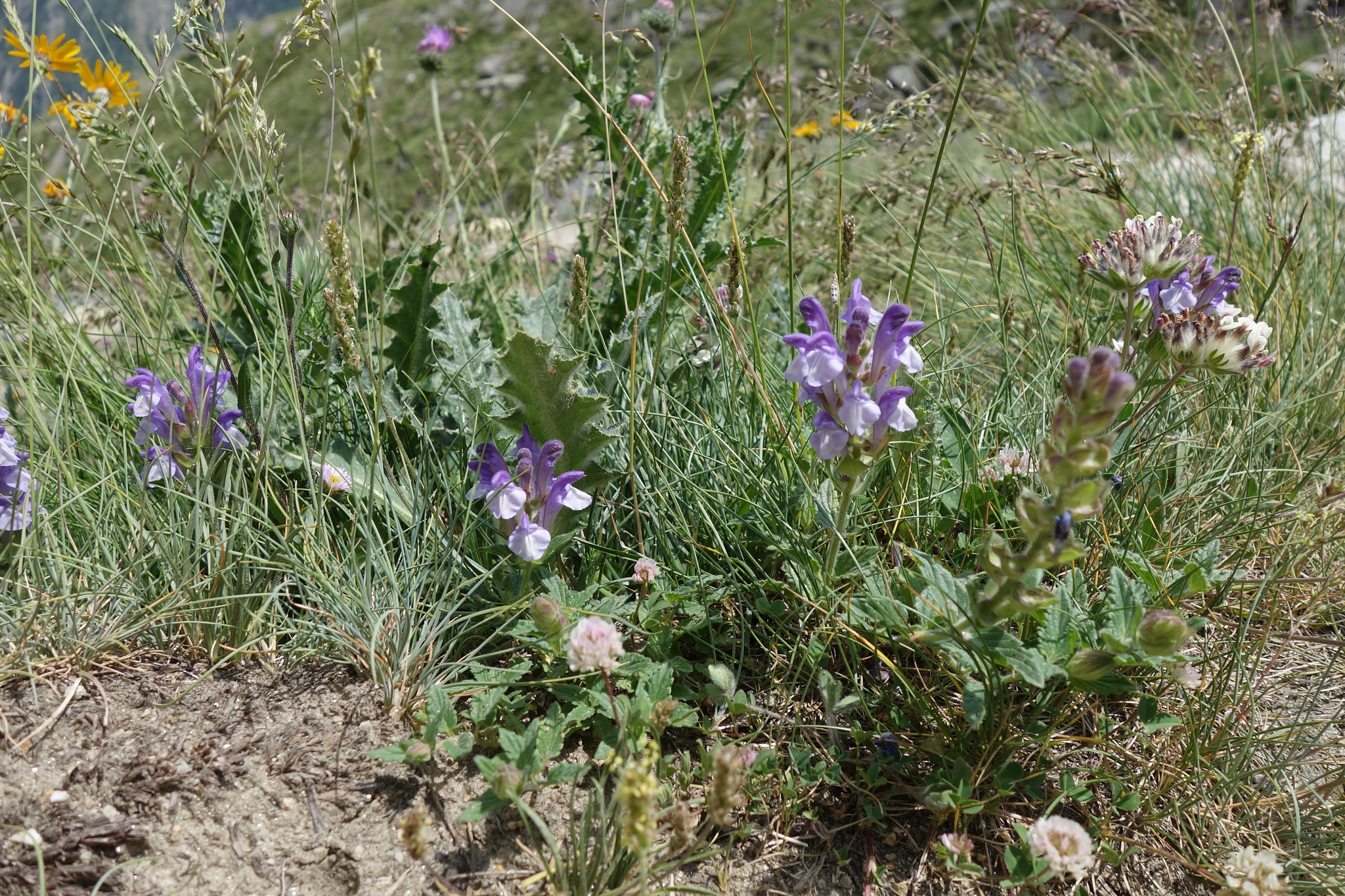 Alpfrossört (<em>Scutellaria alpina</em>)