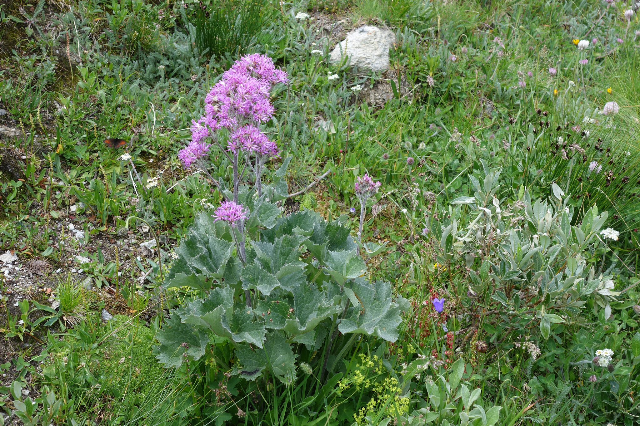 Alpflockel (<em>Adenostyles alpina</em>)