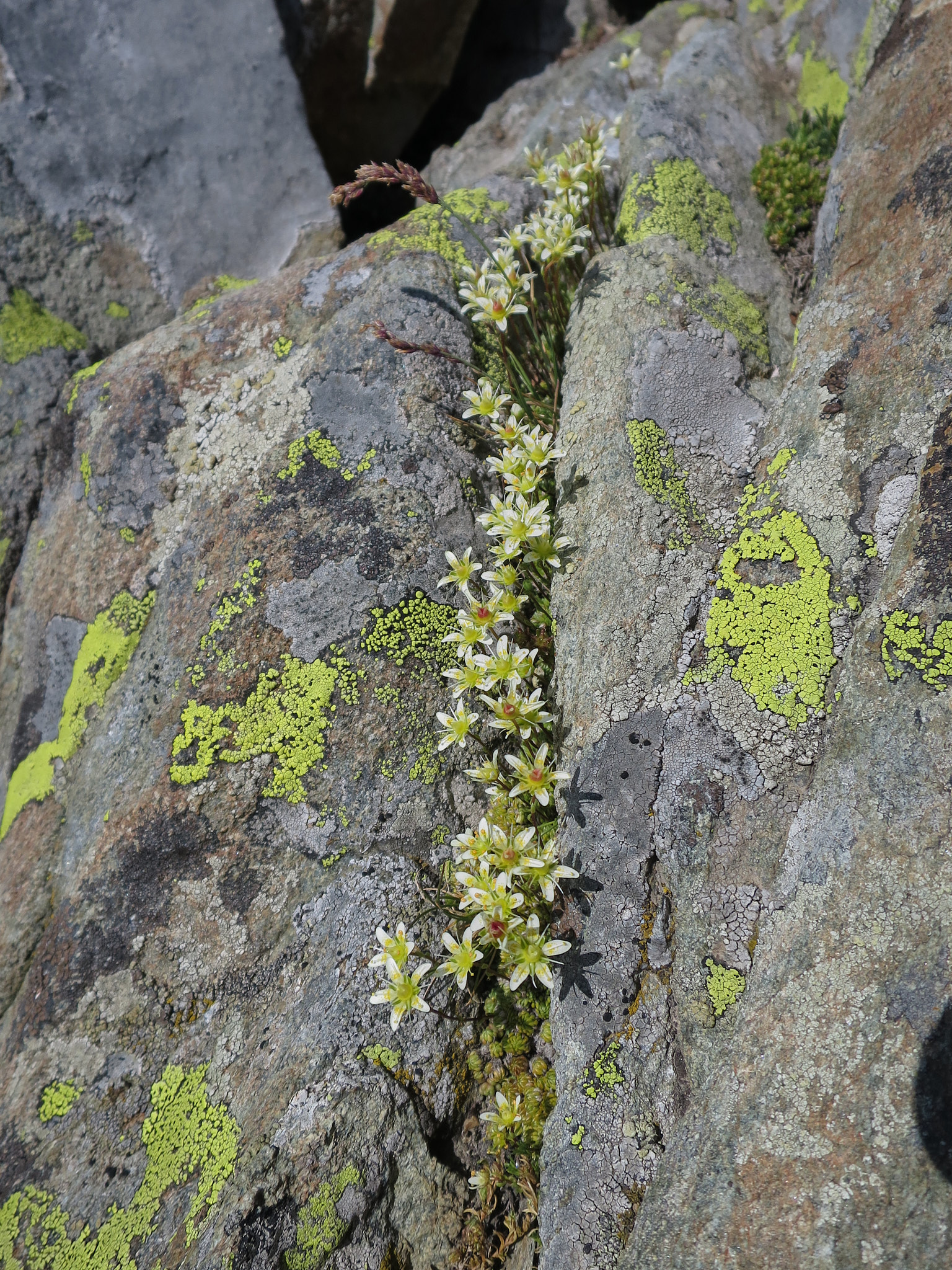 Granitbräcka (<em>Saxifraga bryoides</em>)