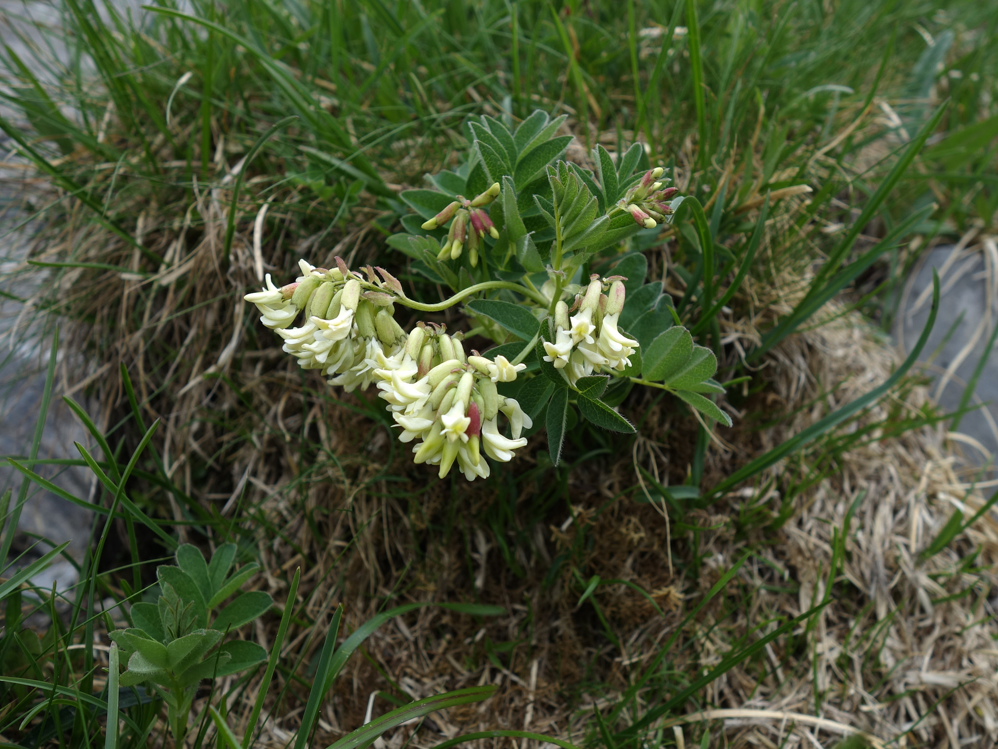 Isvedel (<em>Astragalus frigidus</em>)