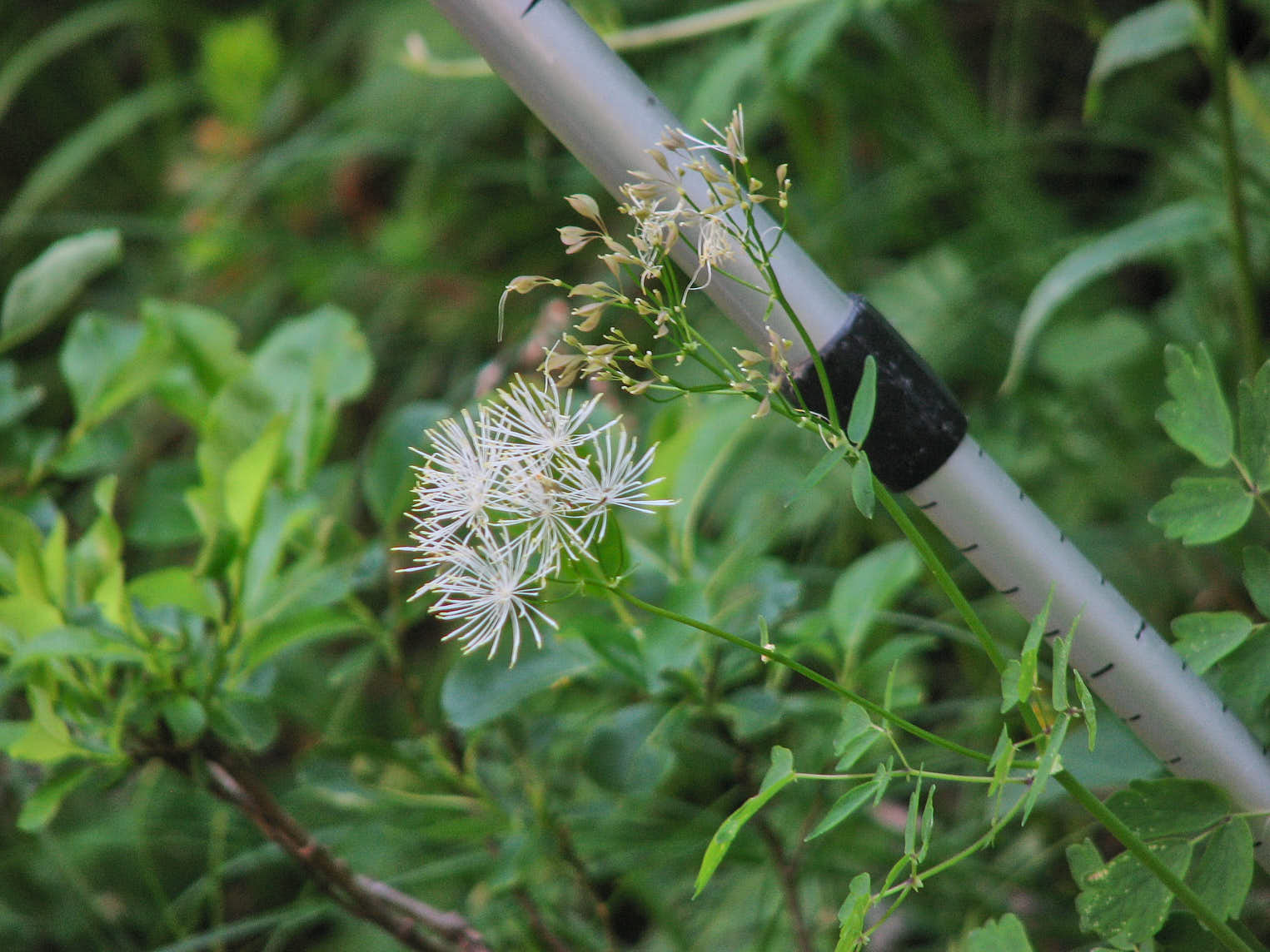Aklejruta (<em>Thalictrum aquilegiifolium</em>)