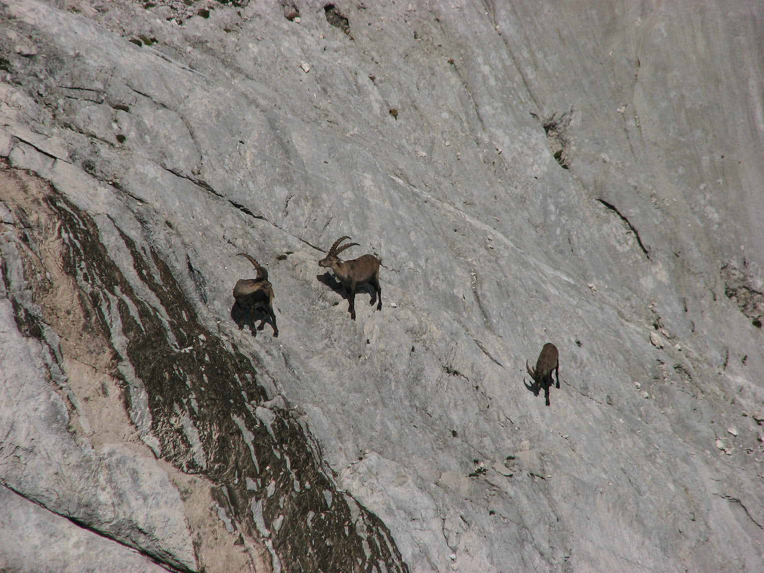 Stenbock (<em>Capra ibex</em>) klättrar obehindrat på bergssidan