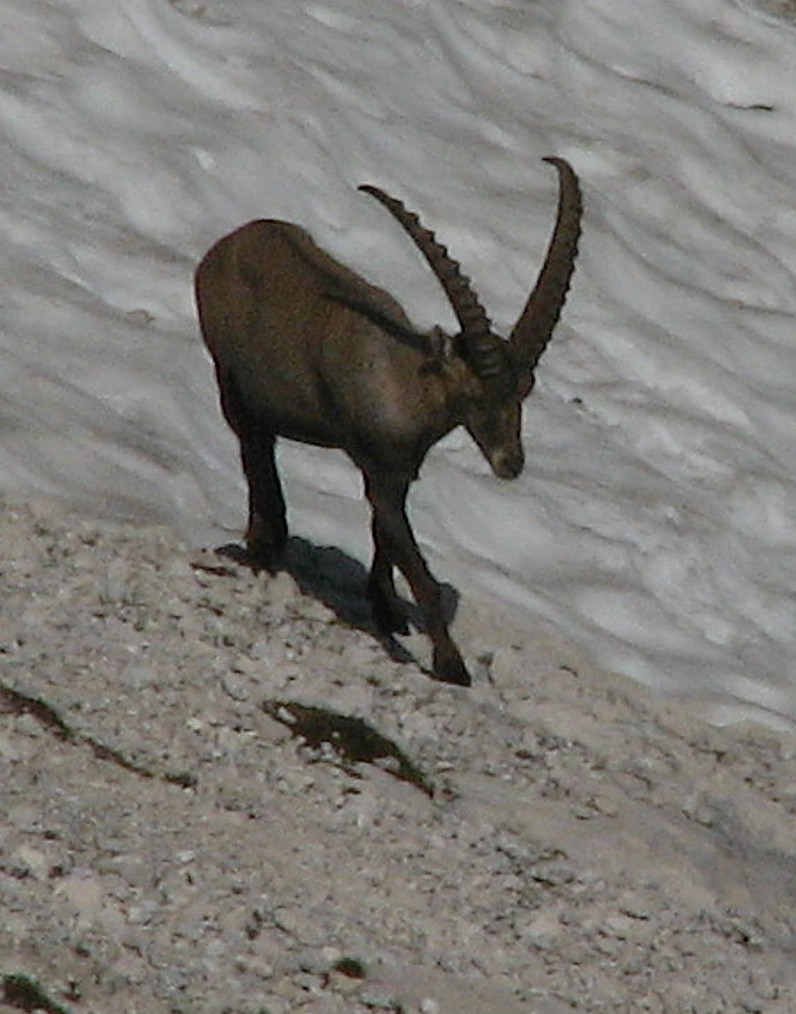 Stenbock (<em>Capra ibex</em>) med sina enorma horn