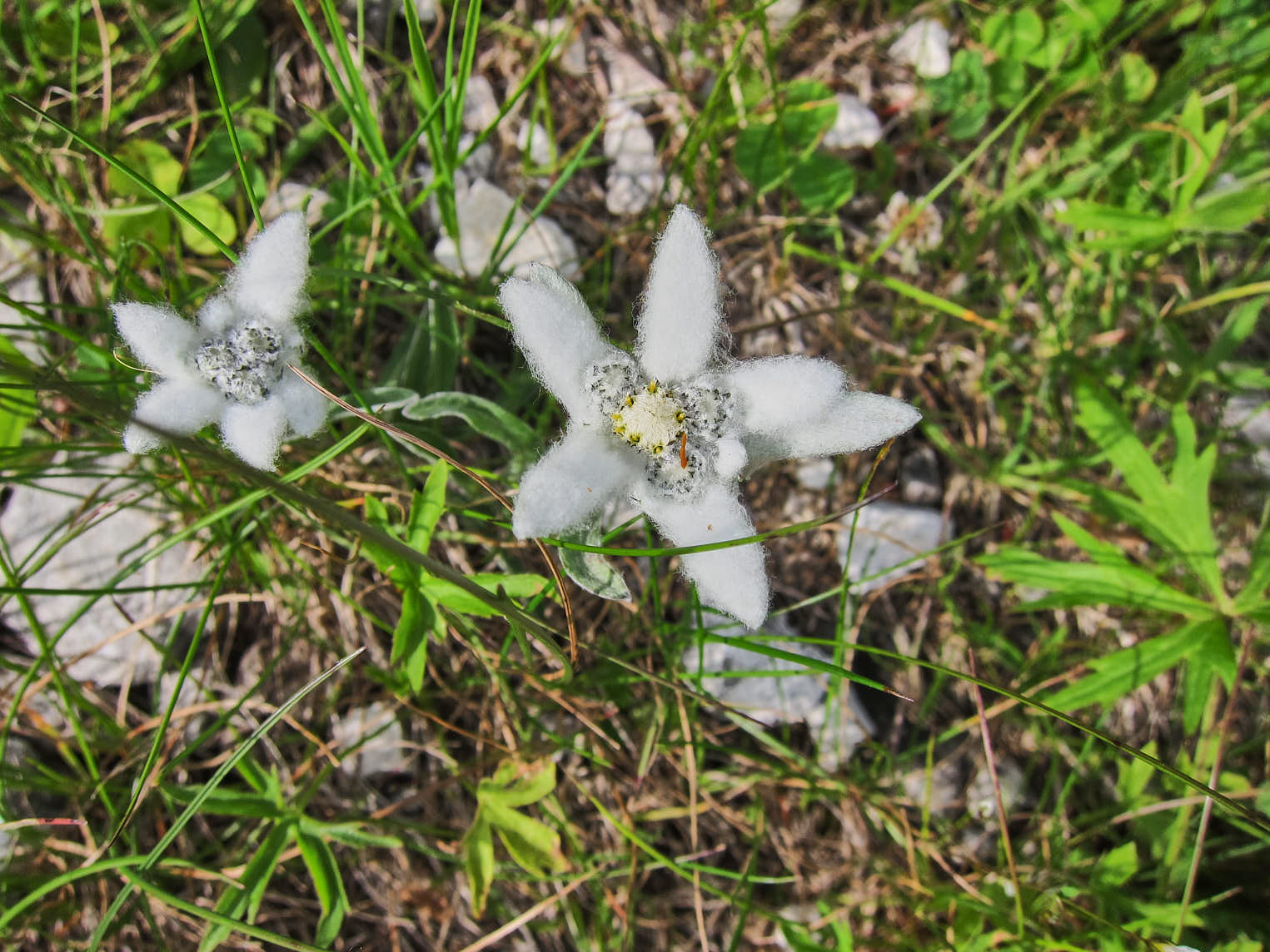 Edelweiss (<em>Leontopodium alpinum</em>)