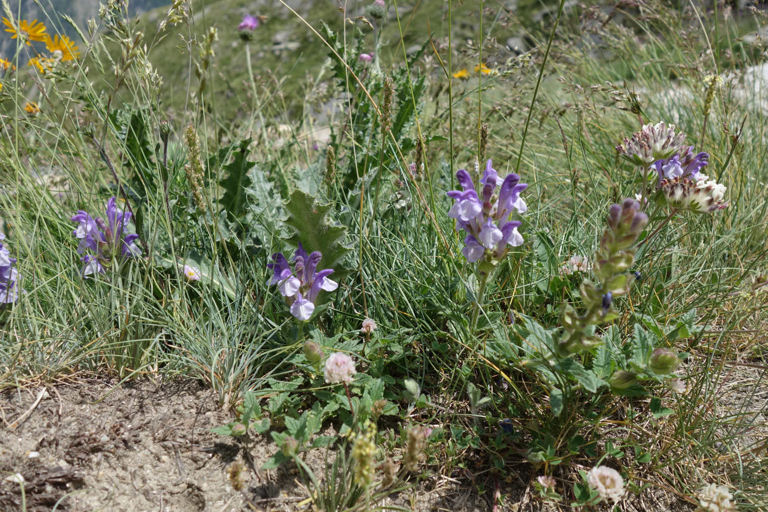 Alpfrossört (<i>Scutellaria Alpina</i>)