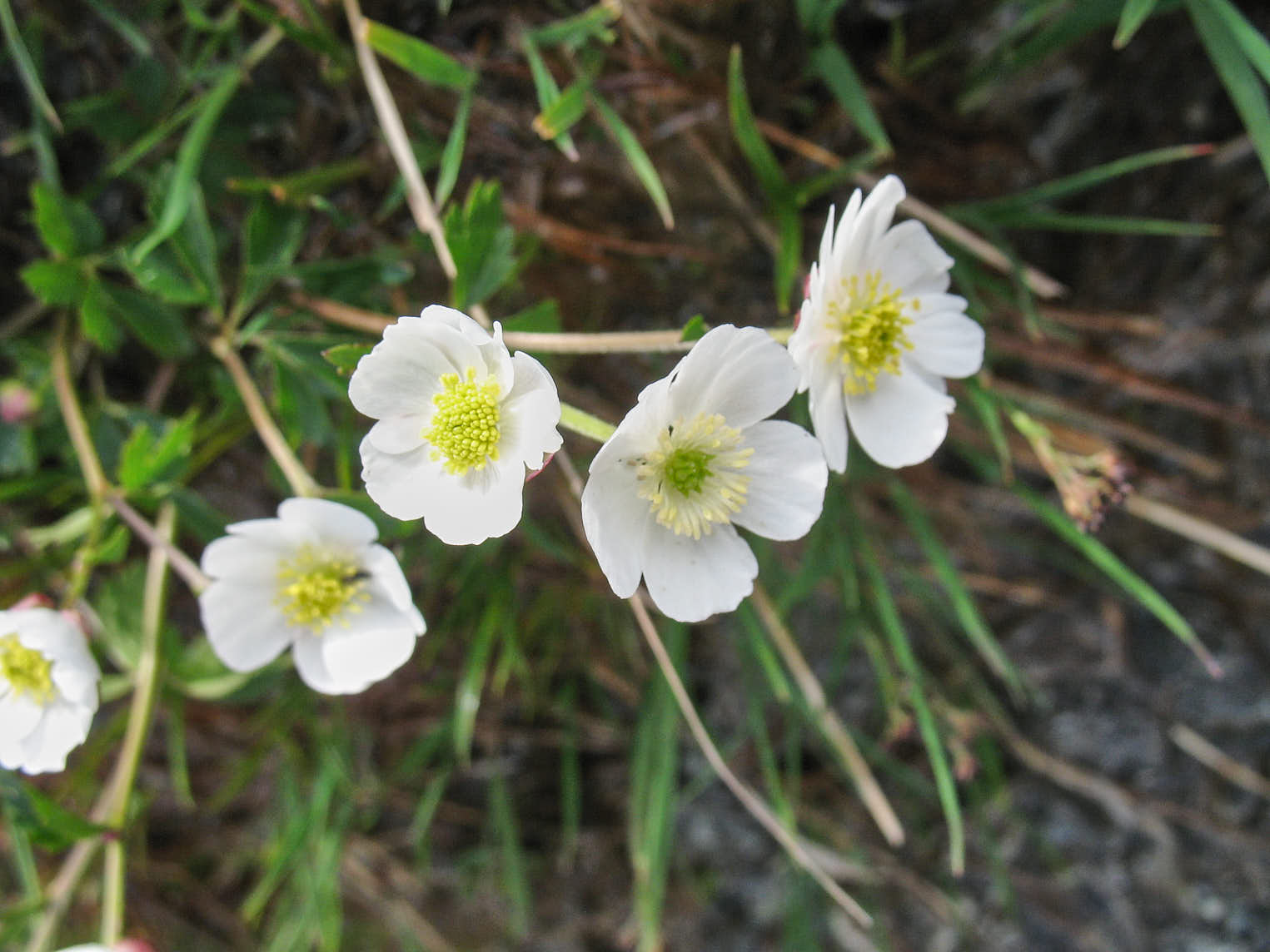 Alpranunkel (<em>Ranunculus alpestris</em>)
