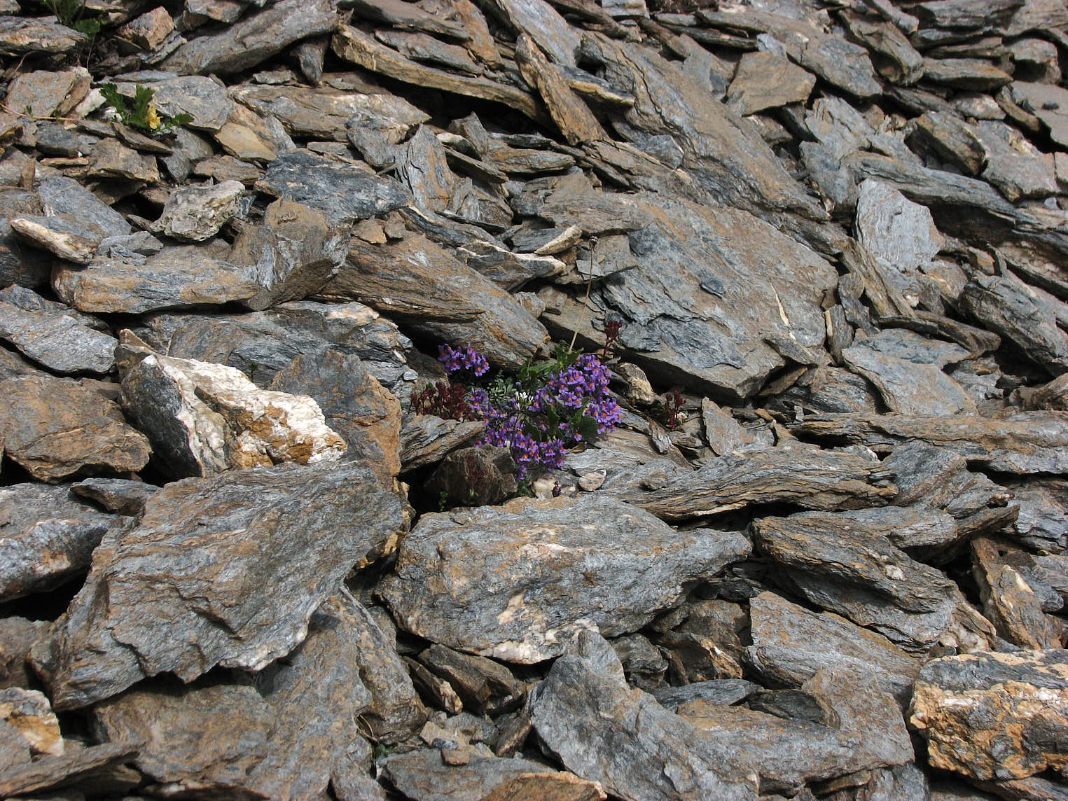 Alpsporre (<em>Linaria alpina</em>)